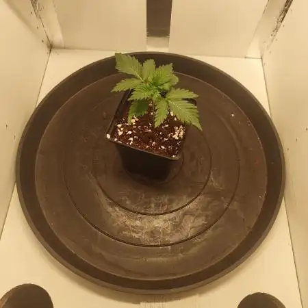 Pineapple Chunk ~ Barney's Farm