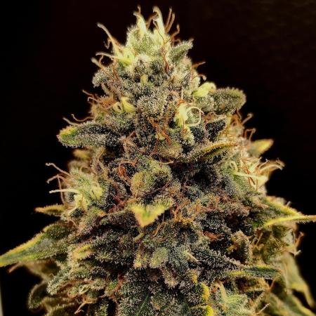 Pineapple Chunk ~ Barney's Farm