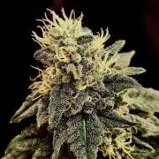 Pineapple Chunk ~ Barney's Farm
