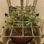 First grow in IKEA wardrobe