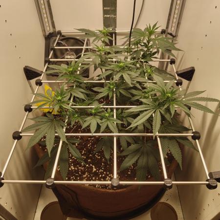 First grow in IKEA wardrobe