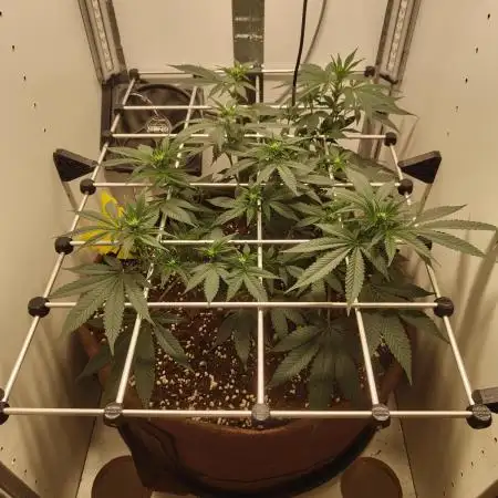 First grow in IKEA wardrobe
