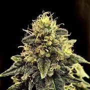 Pineapple Chunk ~ Barney's Farm