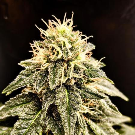 Pineapple Chunk ~ Barney's Farm
