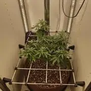 Pineapple Chunk ~ Barney's Farm