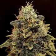 Pineapple Chunk ~ Barney's Farm