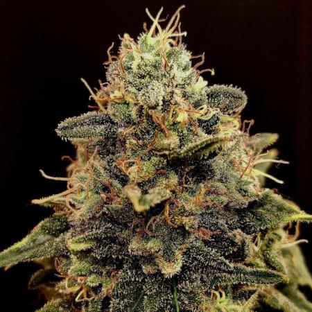 Pineapple Chunk ~ Barney's Farm