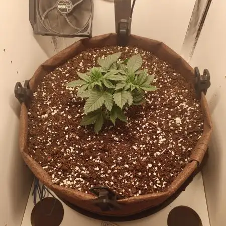 First grow in IKEA wardrobe