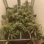 First grow in IKEA wardrobe