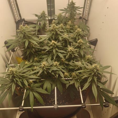 First grow in IKEA wardrobe