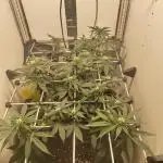 First grow in IKEA wardrobe