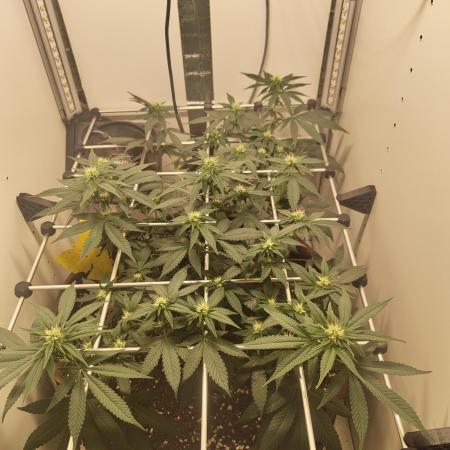 First grow in IKEA wardrobe