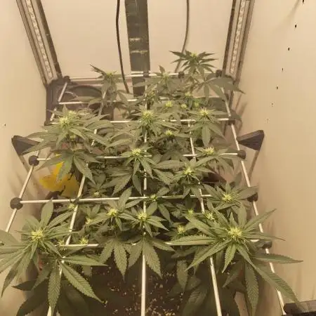 First grow in IKEA wardrobe