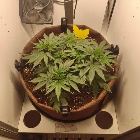 First grow in IKEA wardrobe