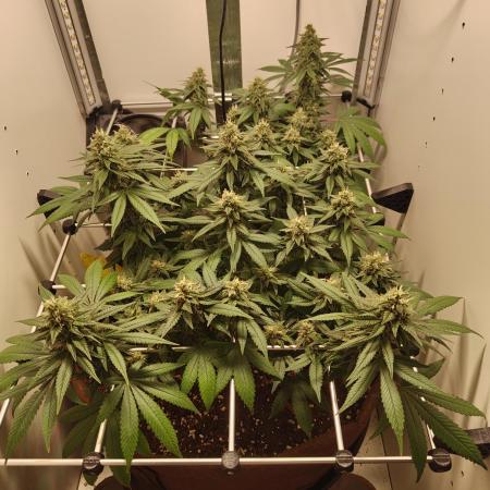 First grow in IKEA wardrobe