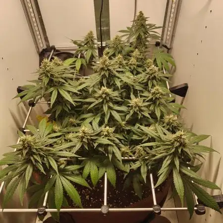 First grow in IKEA wardrobe