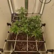 Pineapple Chunk ~ Barney's Farm