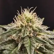Pineapple Chunk ~ Barney's Farm