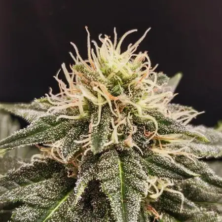 Pineapple Chunk ~ Barney's Farm