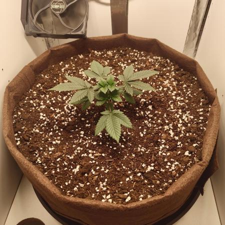 First grow in IKEA wardrobe
