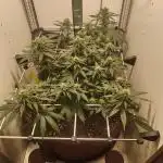 First grow in IKEA wardrobe