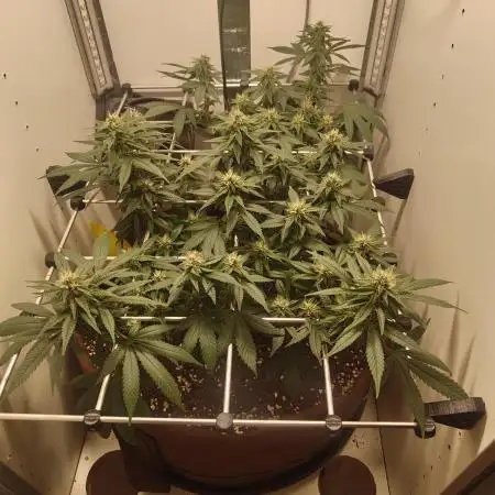 First grow in IKEA wardrobe