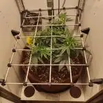 First grow in IKEA wardrobe