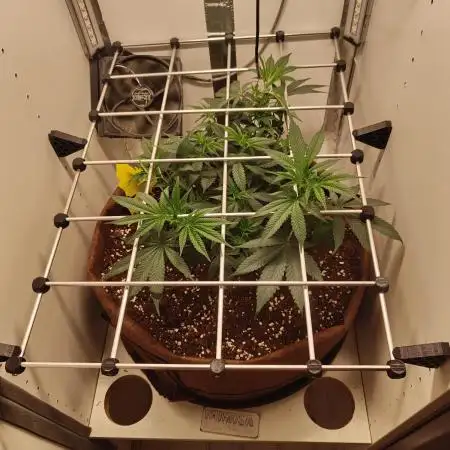 First grow in IKEA wardrobe