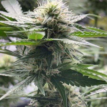 First Grow - Biscotti Mintz