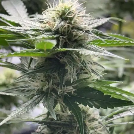 First Grow - Biscotti Mintz