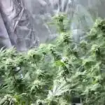 First Grow - Biscotti Mintz