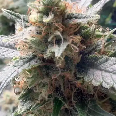 First Grow - Biscotti Mintz