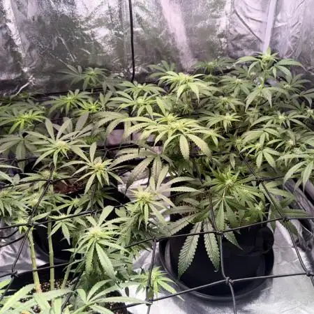 First Grow - Biscotti Mintz