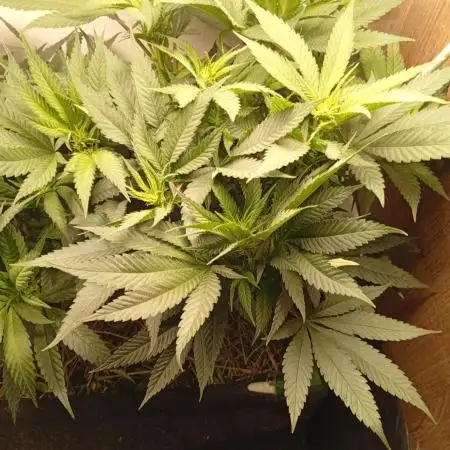 Erdpurt Reg. - Organic