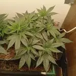 Erdpurt Reg. - Organic