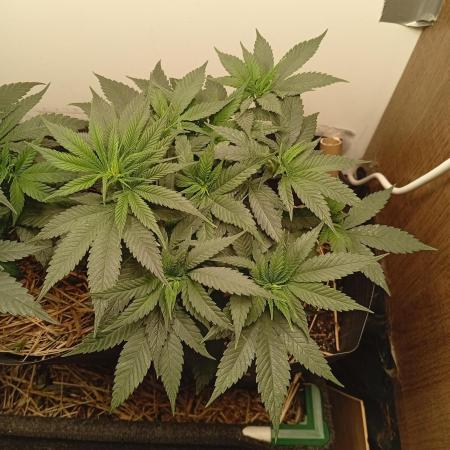 Erdpurt Reg. - Organic