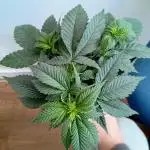 Erdpurt Reg. - Organic