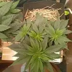 Erdpurt Reg. - Organic