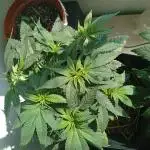 Erdpurt Reg. - Organic