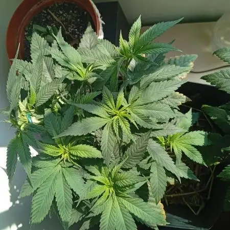 Erdpurt Reg. - Organic