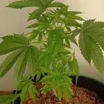 Extra Mintz Bulk seed Feminizada