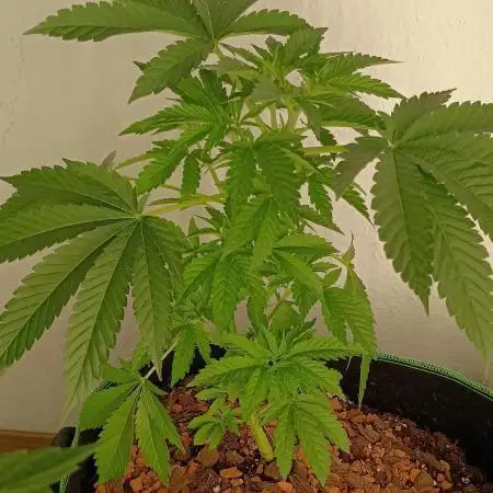 Extra Mintz Bulk seed Feminizada
