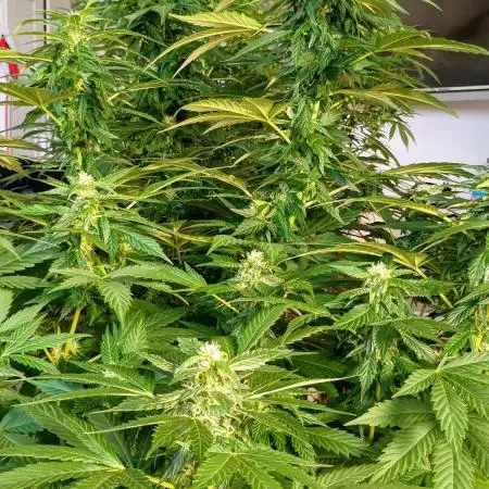 Extra Mintz Bulk seed Feminizada