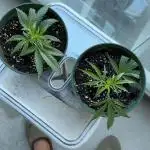 Second grow ever !