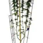 Mandarin HW Seed