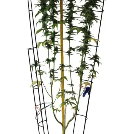 Mandarin HW Seed