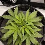 Z-UP Automatic | 420fastbuds