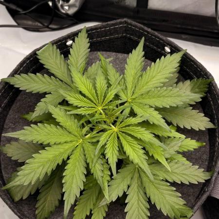 Z-UP Automatic | 420fastbuds