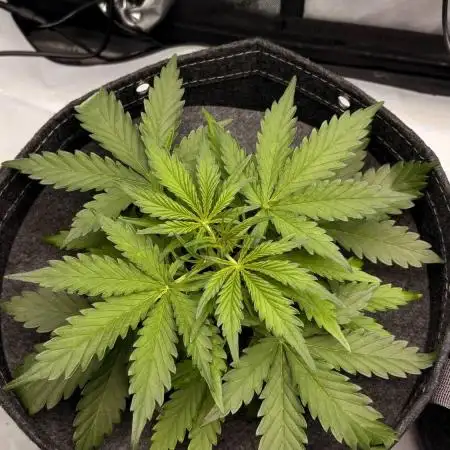 Z-UP Automatic | 420fastbuds