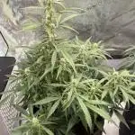 Z-UP Automatic | 420fastbuds